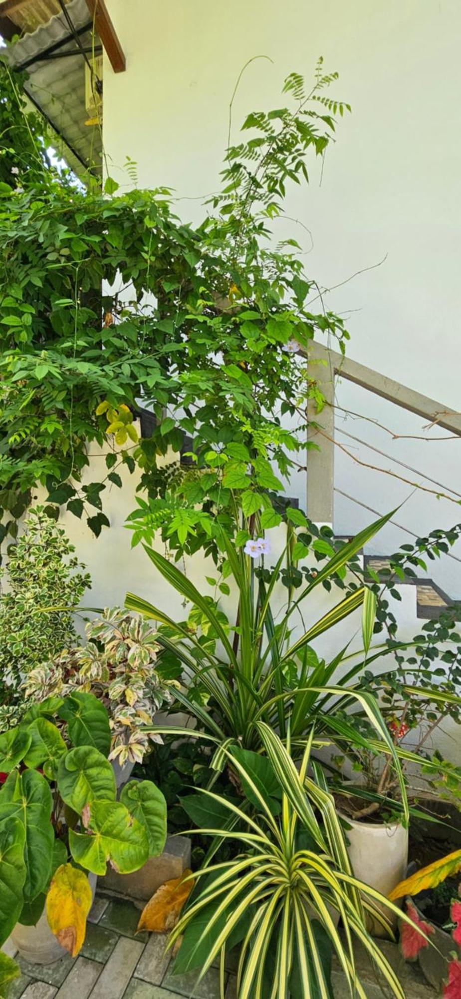 Villa The Leaf Weligama Exterior foto